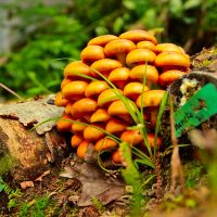 Boletus